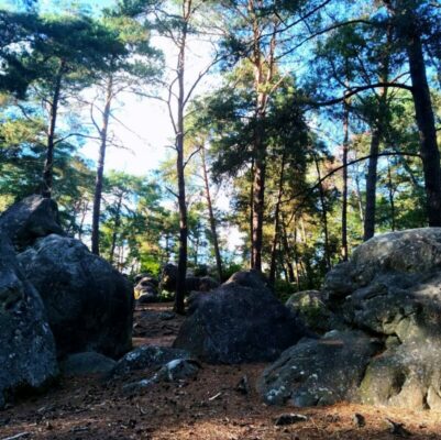 Foret-de-fontainebleau